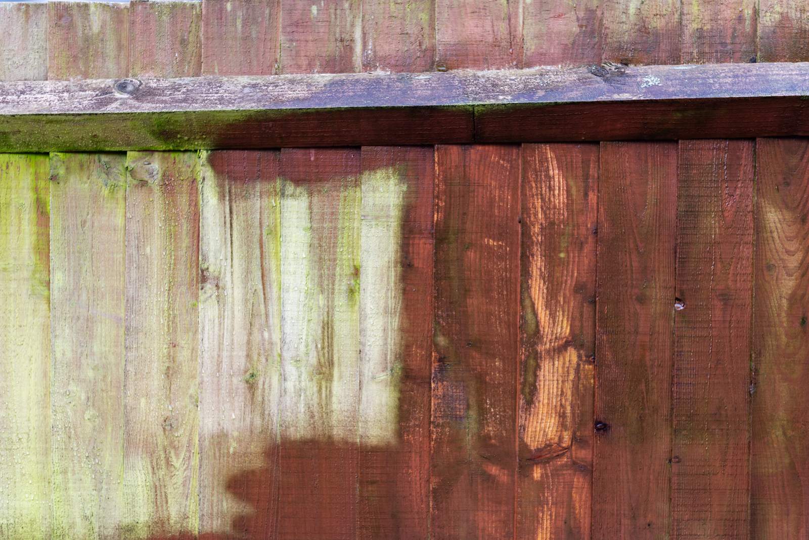 Wooden fence with green algae growth part-cleaned