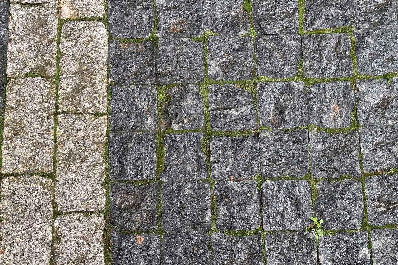 Moss growing between paving stones before cleaning